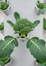 Tower Harvest View.jpeg